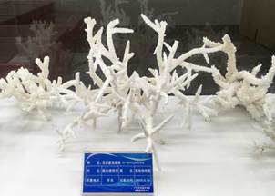 说明:L:\必赢线路检测3003no1宣传片素材\必赢线路检测3003no12016微信公众号推送文件\照片\南海珊瑚礁生物标本馆以及部分科考展品-2.jpg